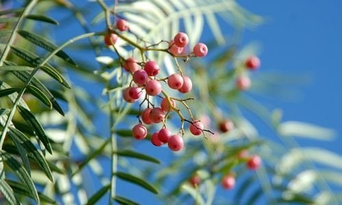 Tüplü Yalancı Karabiber Fidanı Bakımı