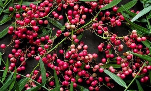 Tüplü Yalancı Karabiber Fidanı Çeşitleri