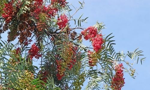 Tüplü Yalancı Karabiber Fidanı Fiyatı