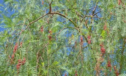 Tüplü Yalancı Karabiber Fidanı Özellikleri