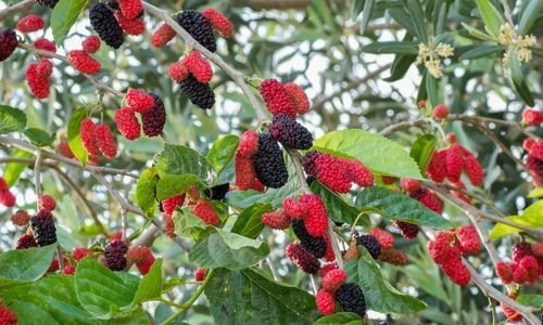 Ekşi Kara Dut Fidanı Çeşitleri