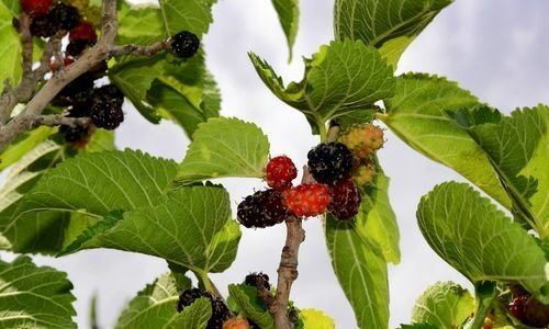 Ekşi Kara Dut Fidanı Fiyatı