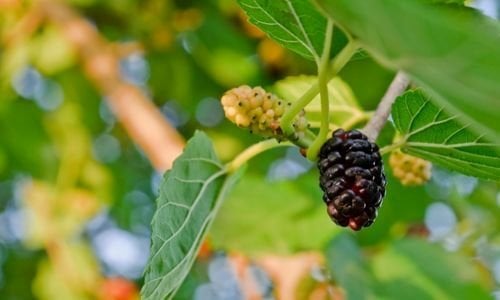 Ekşi Kara Dut Fidanı Özellikleri