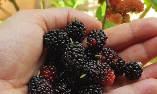 Ekşi Kara Dut Fidanı Satışı