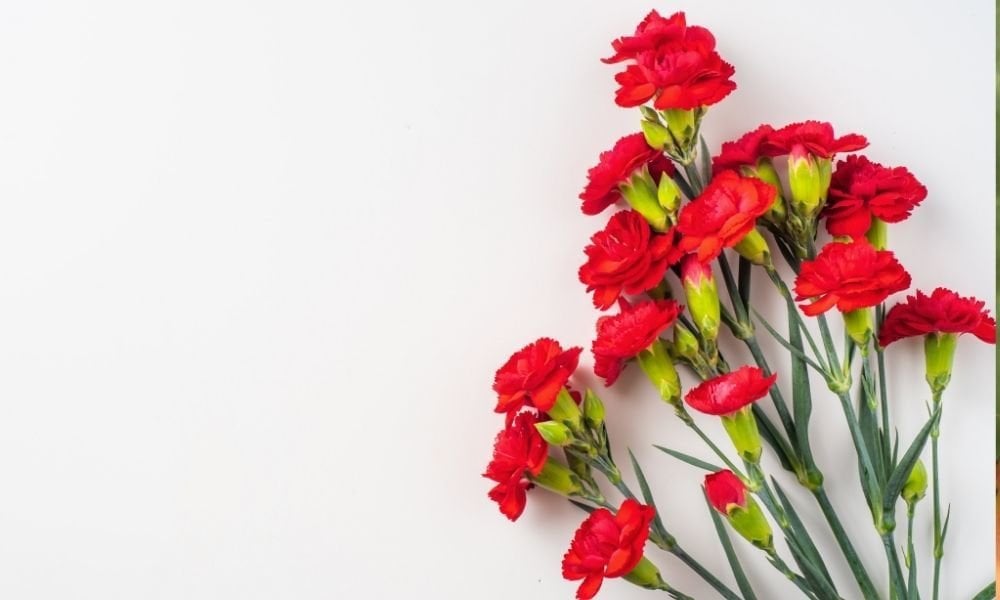 Karanfil Çiçeği Fiyatı