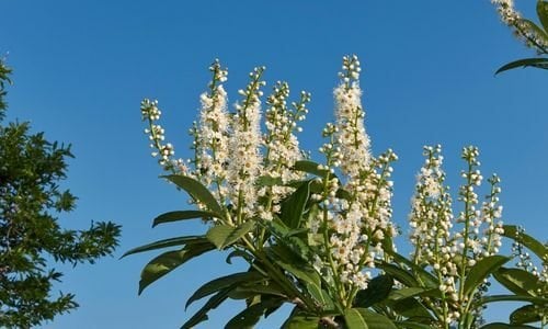 Karayemiş Fidanı Bakımı