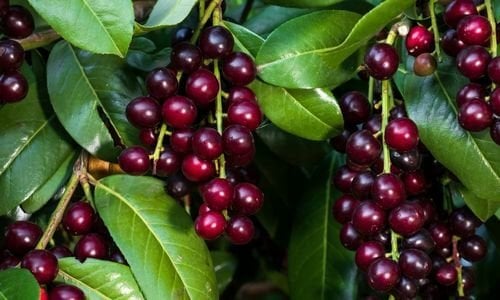 Karayemiş Fidanı Çeşitleri