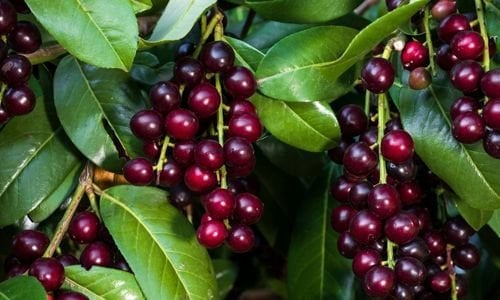 Laz Kirazı Fidanı Bakımı