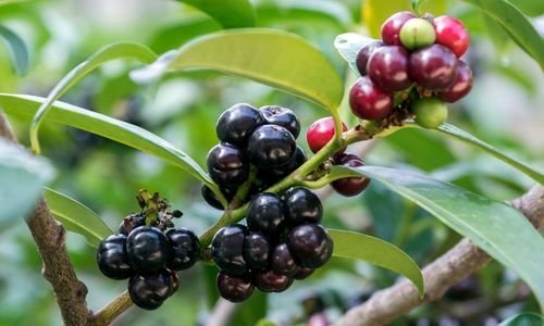 Laz Kirazı Fidanı Satışı