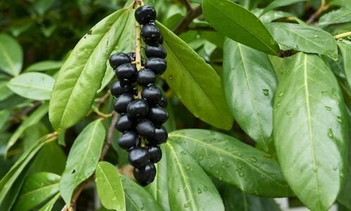 Laz Kirazı Fidanı Özellikleri