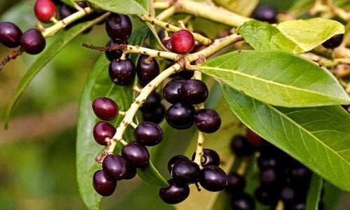 Karayemiş Fidanı Özellikleri