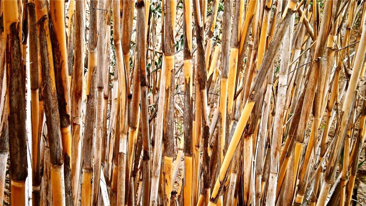 Kargı Kamışı Faydaları Nelerdir