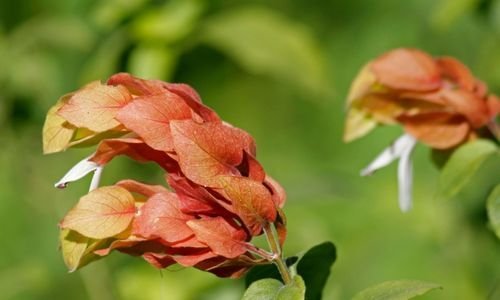Karides Çiçeği Bakımı