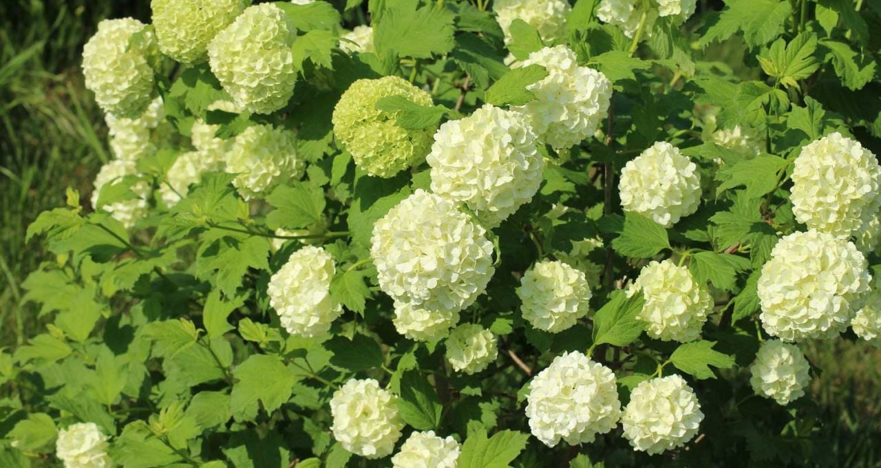 Kartopu Çiçeği Bakımı Nasıl Yapılır