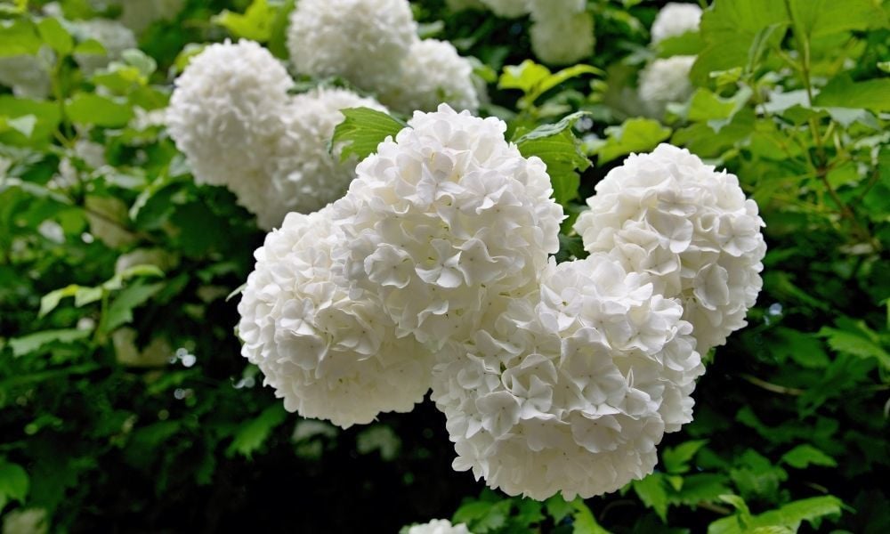 Çınar Kartopu Çiçeği Bakımı