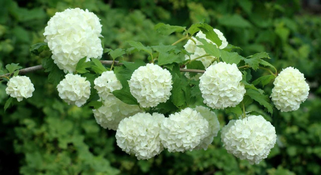 Kartopu Çiçeği Çeşitleri Nelerdir