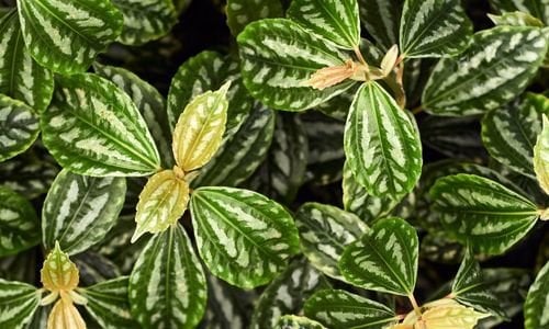 Karyağdı Alüminyum Çiçeği Bakımı