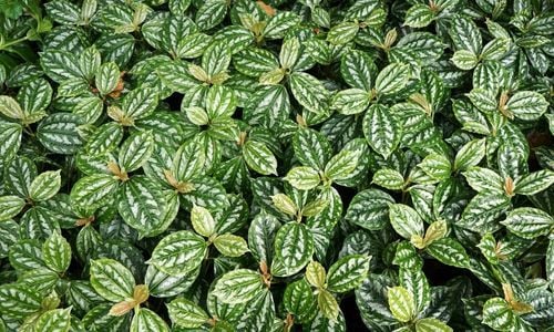 Karyağdı Alüminyum Çiçeği Çeşitleri