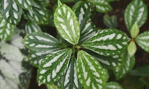 Karyağdı Alüminyum Çiçeği Fiyatı