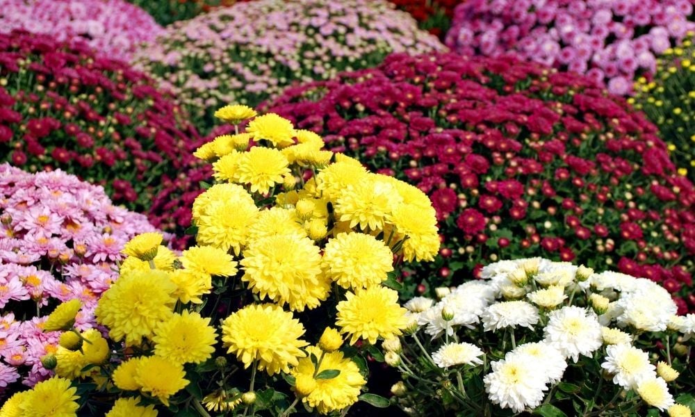 Kasımpatı Çiçeği Bakımı