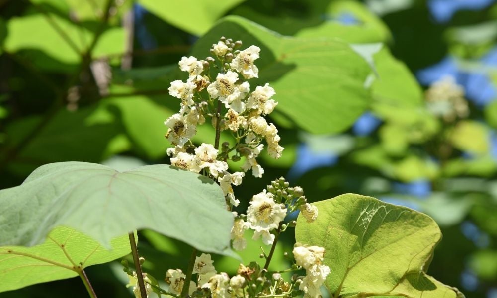 Katalpa Ağacı Nasıl Yetiştirilir?