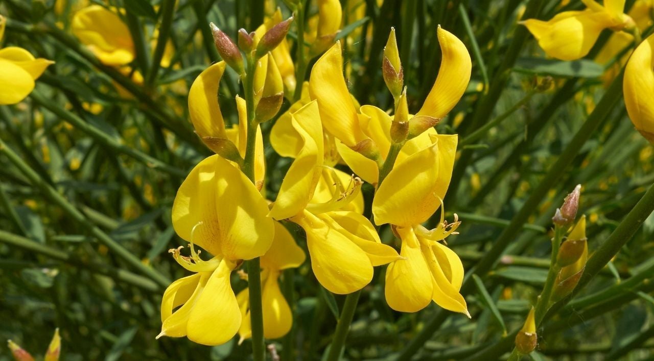 Katır Tırnağı Fidanı Satışı