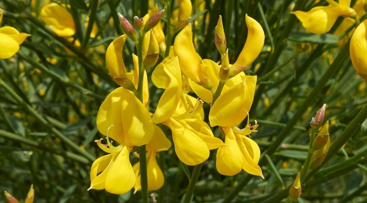 Katır Tırnağı Fidanı Bakımı