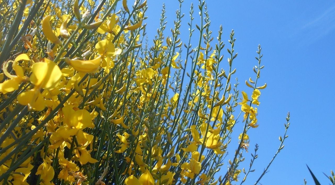 Katır Tırnağı Fidanı Fiyatı