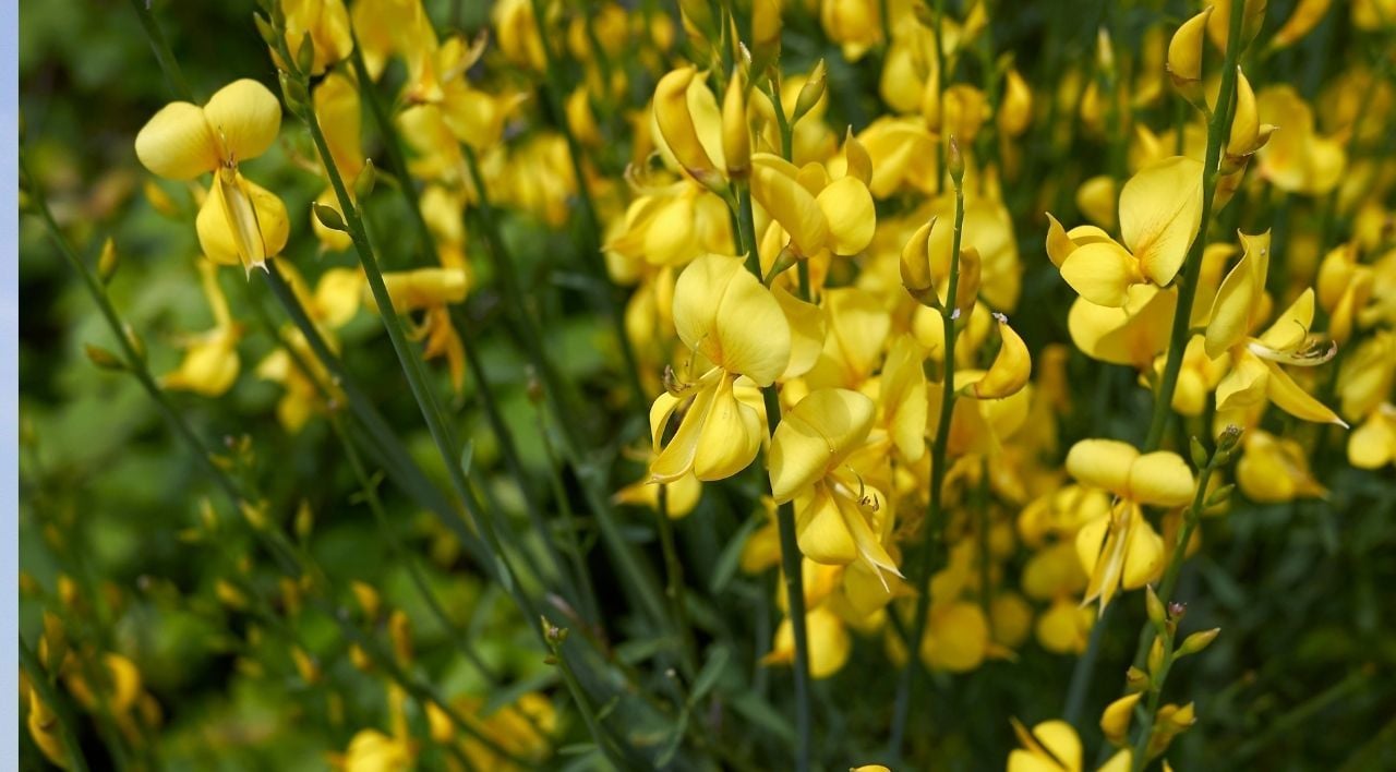 Katır Tırnağı Fidanı Özellikleri