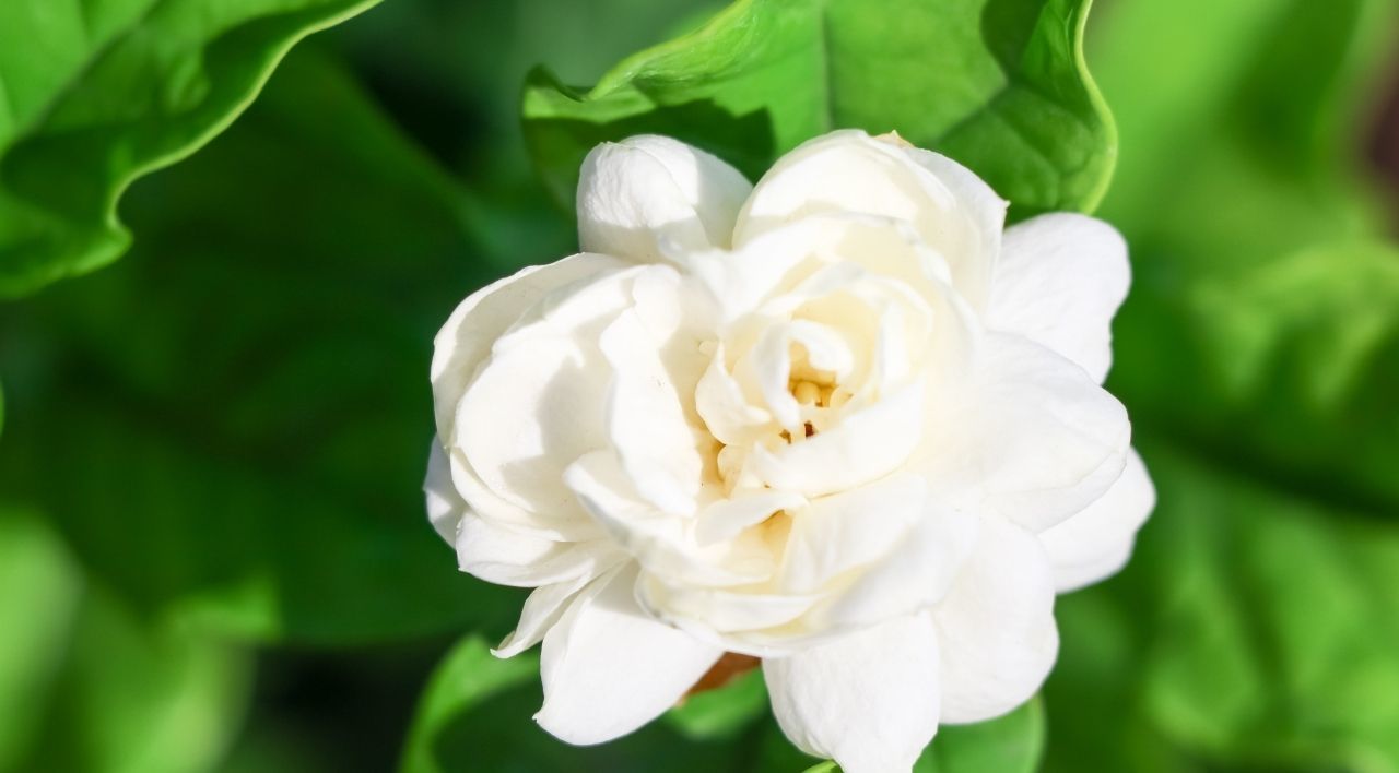 Katmerli Ful Yasemin Bakımı