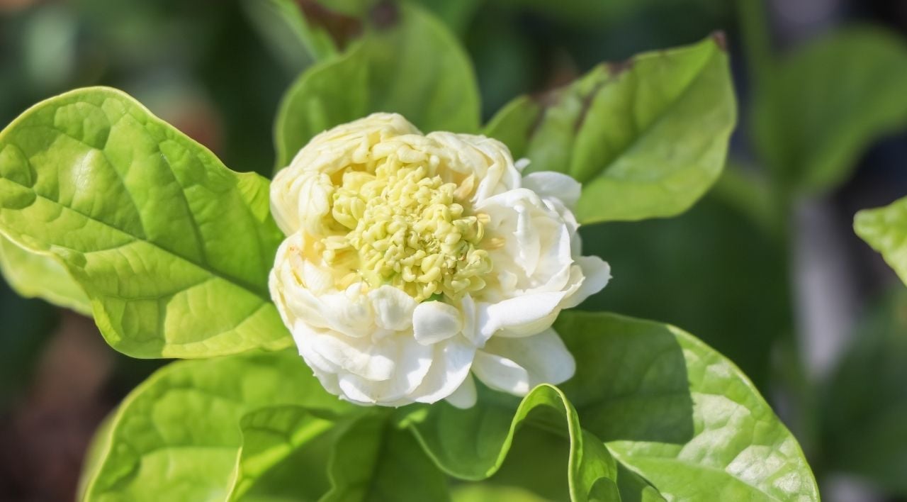 Katmerli Ful Yasemin Çeşitleri