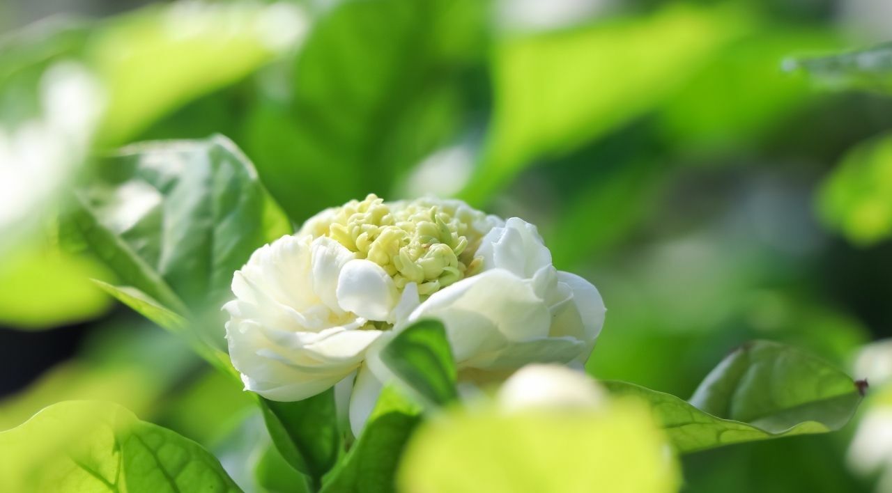 Katmerli Ful Yasemin Fiyatı