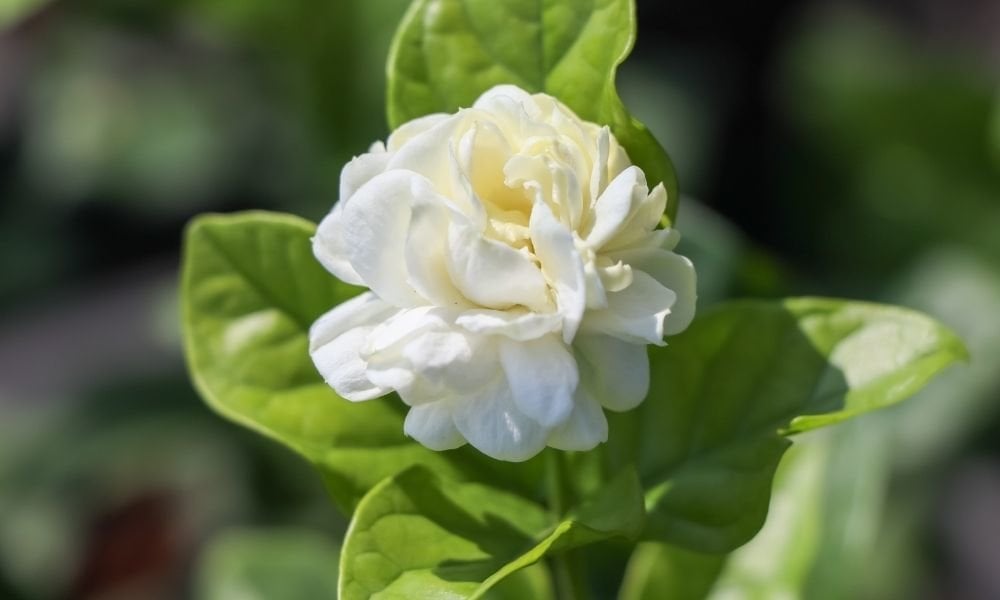 Katmerli Ful Yasemin Çiçeği Bakımı