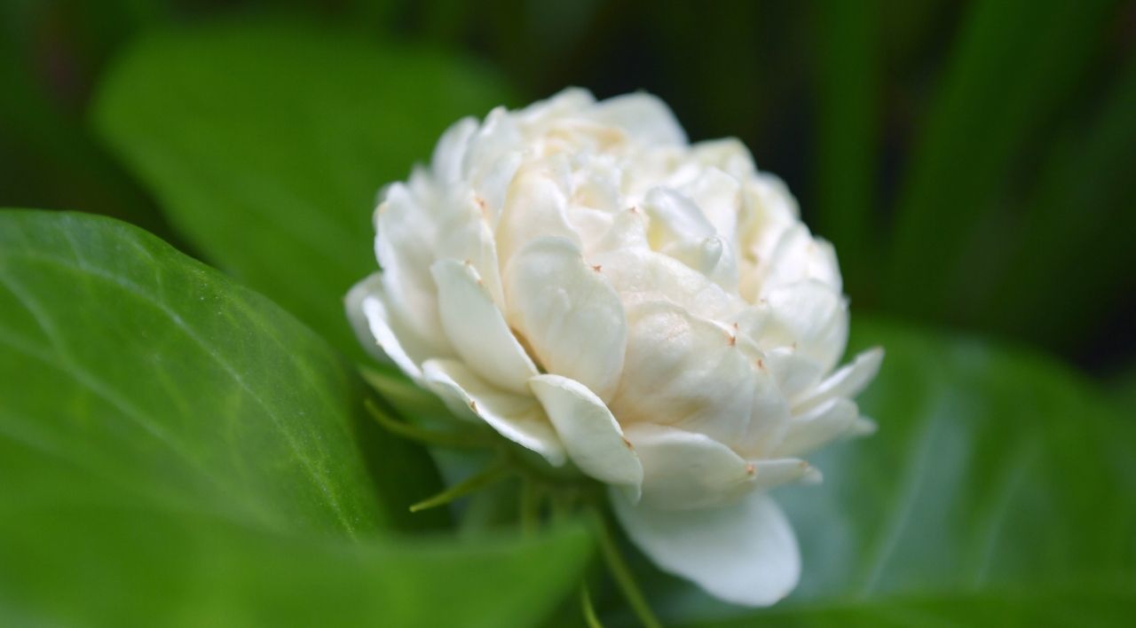 Katmerli Ful Yasemin Özellikleri