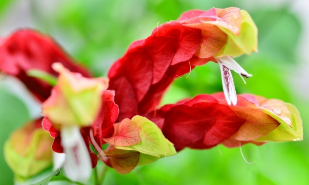 Karides Çiçeği Bakımı