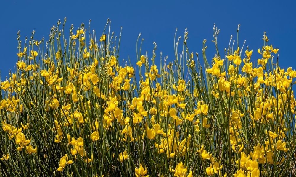 Katırtırnağı Fidanı Fiyatı