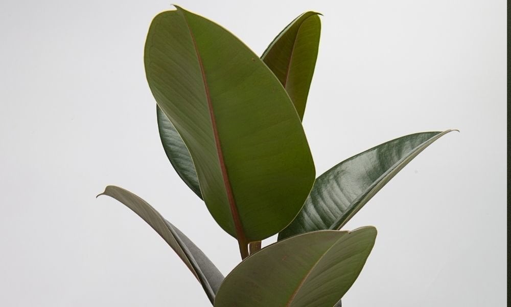 Kauçuk Fidanı Satışı