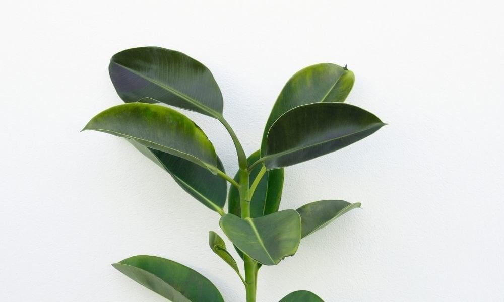 İskenderun Kauçuğu Fiyatı