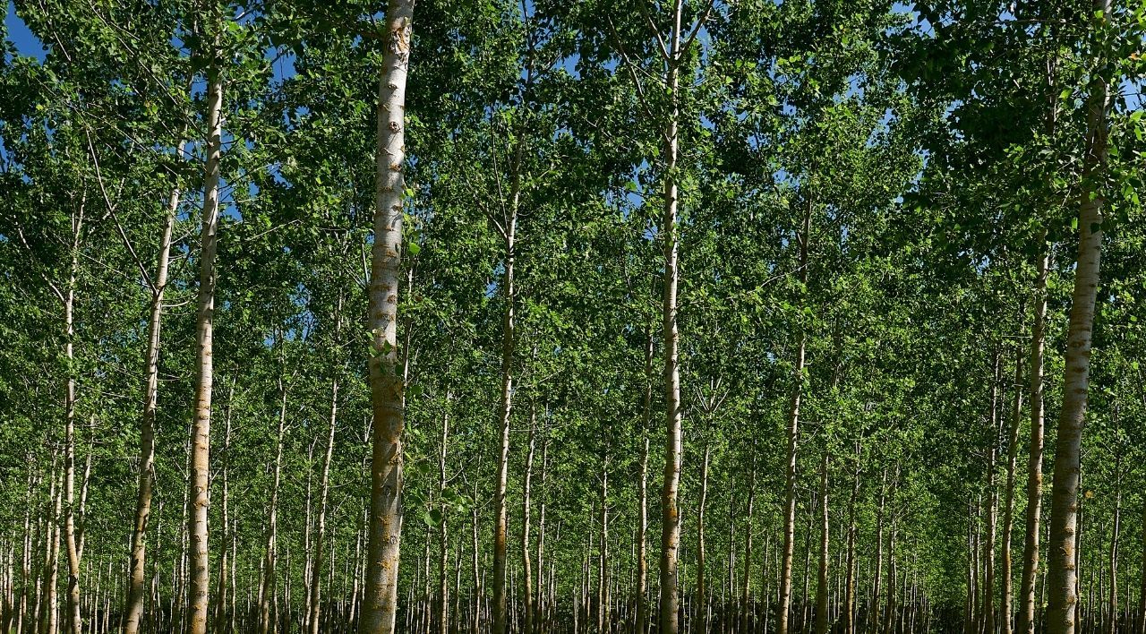 Uzun Kavak Fidanı Bakımı