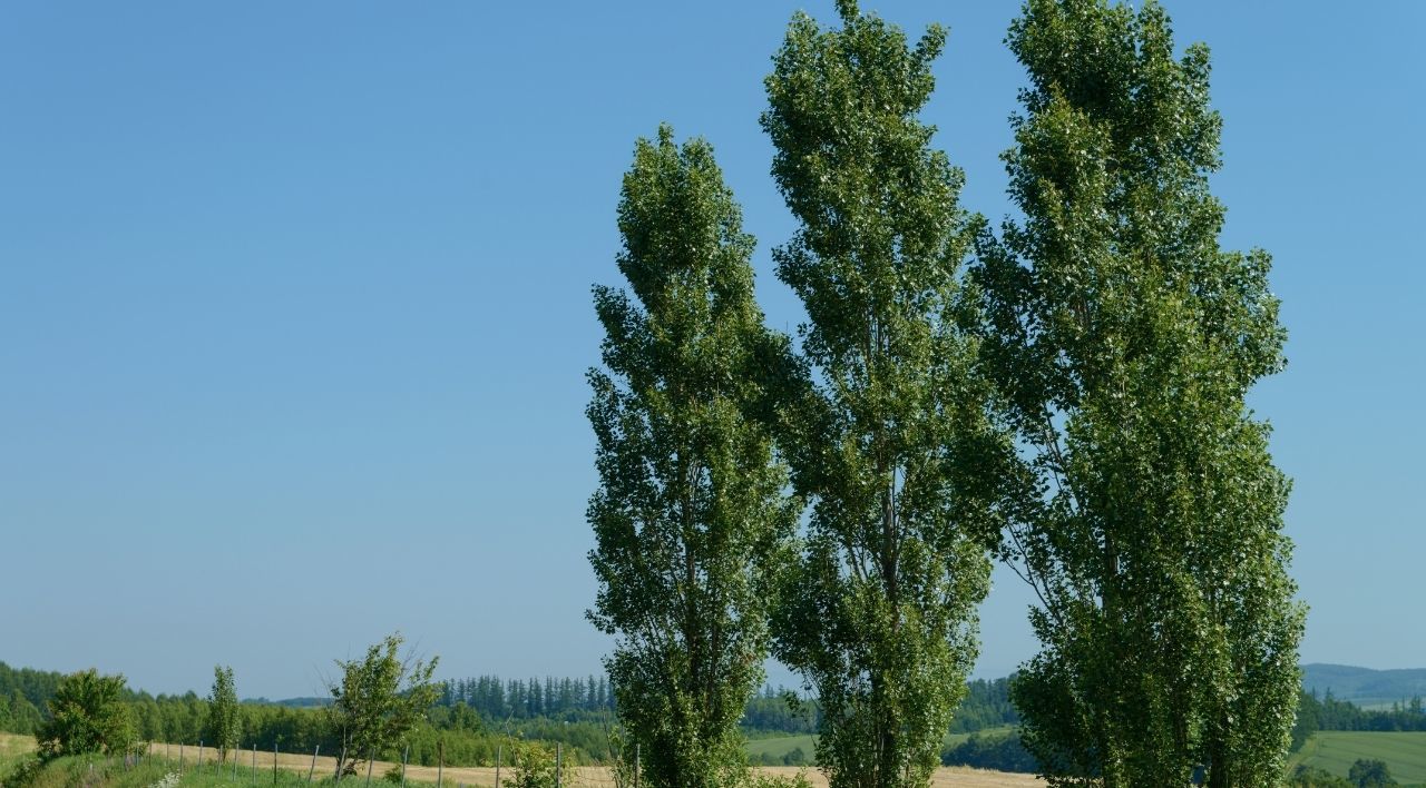 Uzun Kavak Fidanı Satışı