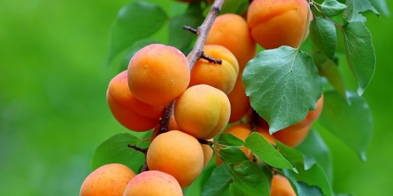 Kayısı Fidanı Fiyatı