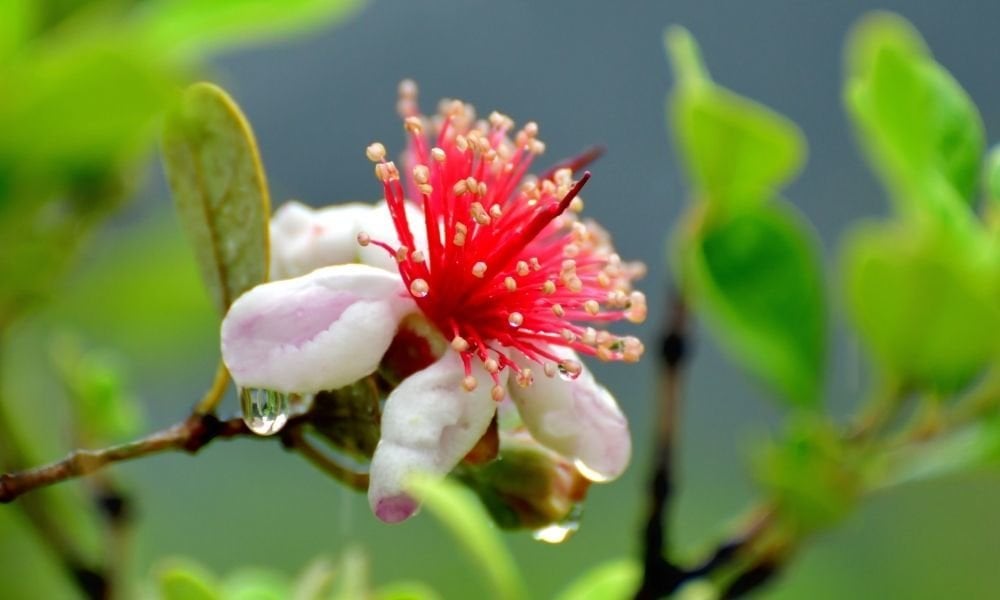 Kaymak Ağacı Özellikleri