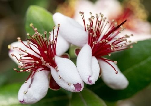 Kaymak Ağacı Fidanı Bakımı
