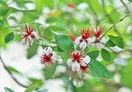 Kaymak Ağacı Fidanı Fiyatı