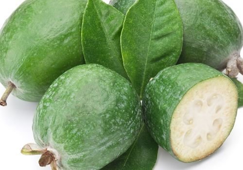 Kaymak Ağacı Fidanı Satışı