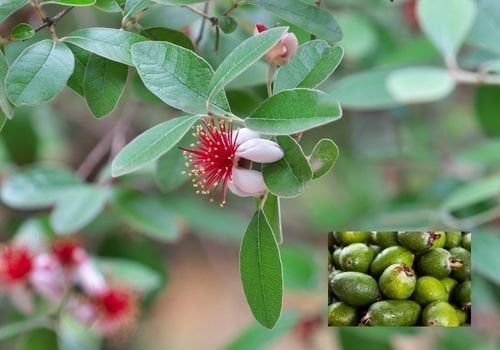 Kaymak Ağacı Fidanı Özellikleri