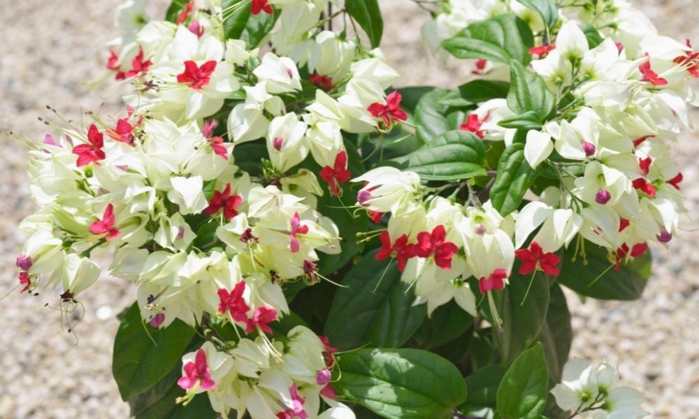 Kızılay Çiçeği Ne Zaman Açar?