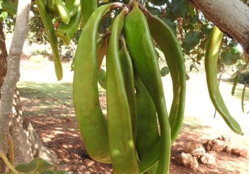 Harnup Fidanı Özellikleri