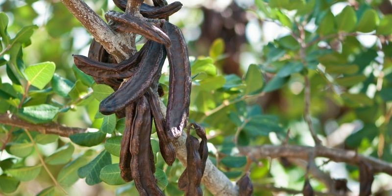 Tüplü Keçi Boynuzu Fidanı Satışı