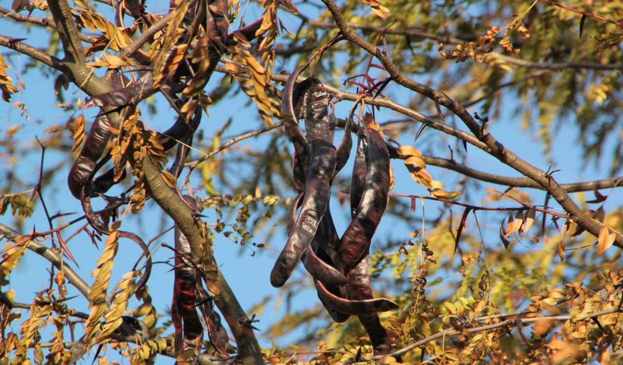 Keçiboynuzu Nerede Yetişir